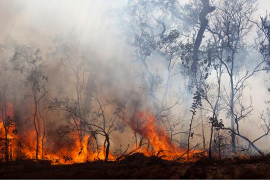 The climate change bill might prevent some forests from burning.