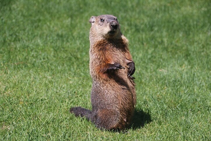 Breaking the groundhog day syndrome